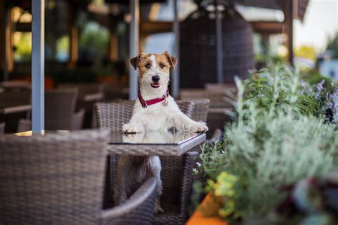 Bring Your Dog! We're Pet Friendly .